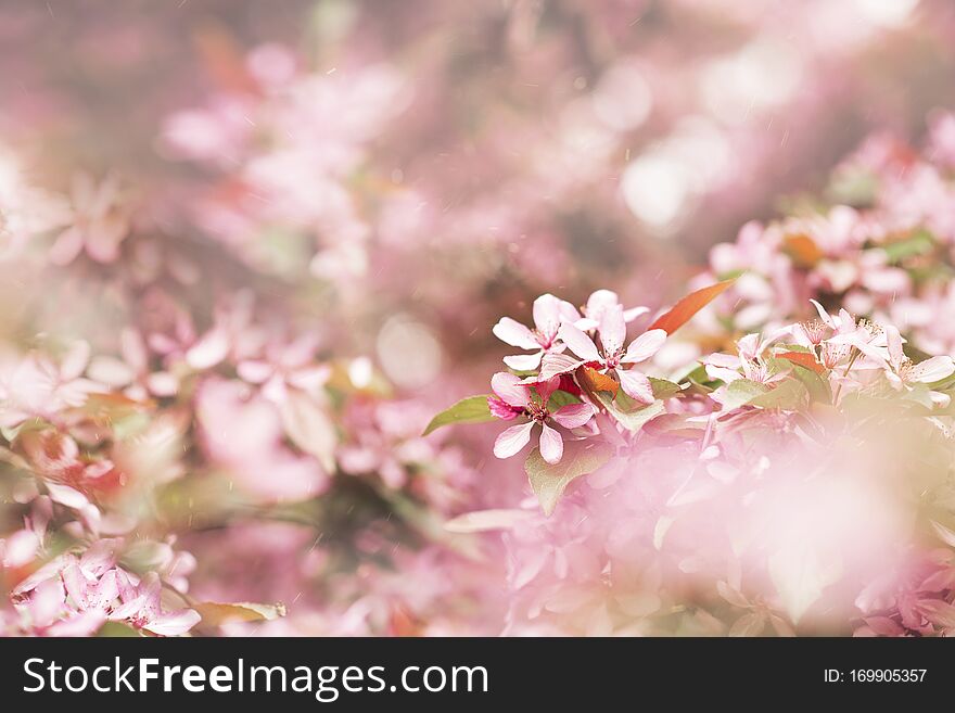 Springtime blossoming pink branch blooming background and backdrop flowers