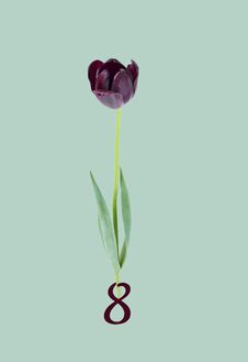 Spring Floral Holiday Design With Purple Tulip Isolated On Color Background, Stock Photos