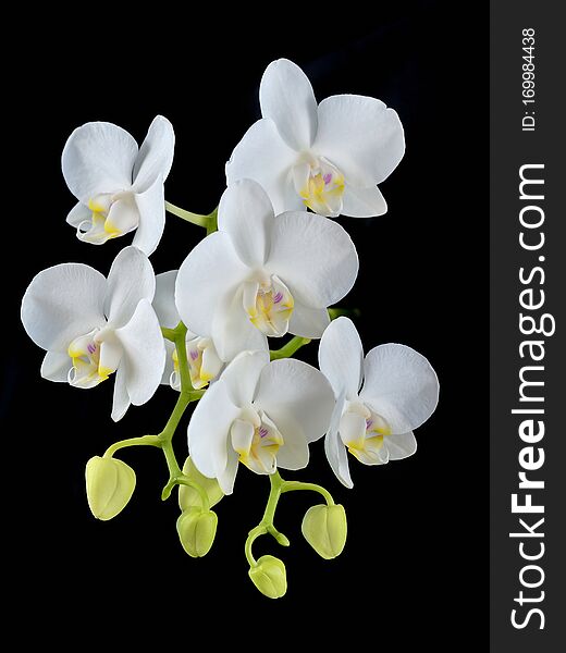 Blooming white phalaenopsis orchid with dense leaves on a black background. Blooming white phalaenopsis orchid with dense leaves on a black background.