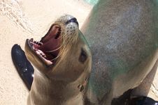 Sea Lion Royalty Free Stock Photo