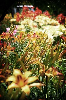 Blanket Of Flowers Stock Photography Blanket Of Flowers Stock Photography