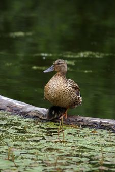 Duck With Duckling Royalty Free Stock Images
