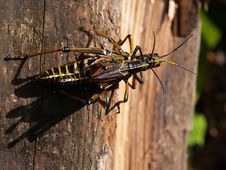 Grasshoppers Mating Stock Images
