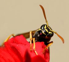 Wasp...(5) Royalty Free Stock Images