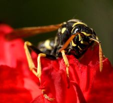 Wasp...(8) Stock Photography