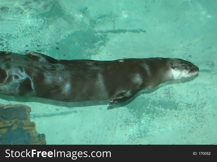 River otter underwater