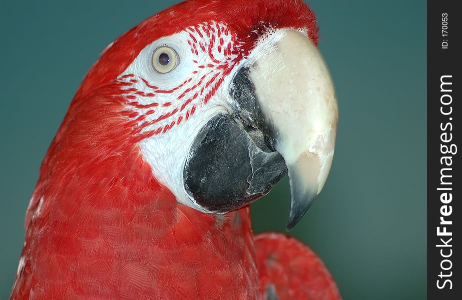 A red macaw face