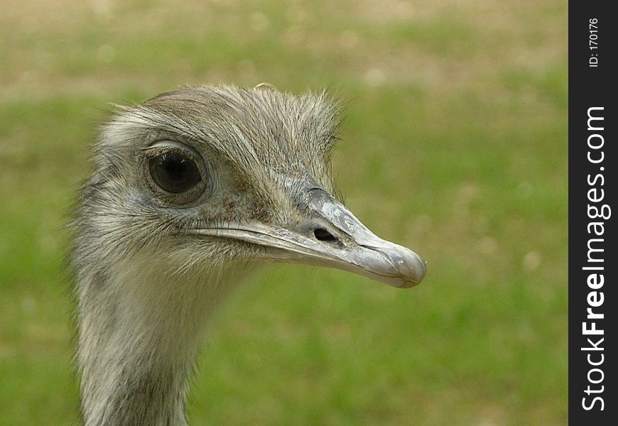 NandÃ¹ ostrich