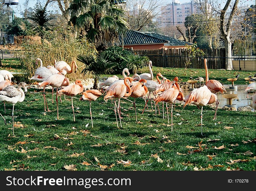 Bird group at the zoo