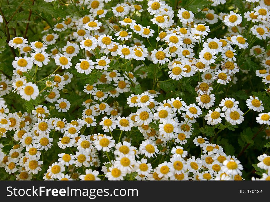A cluster of daisies