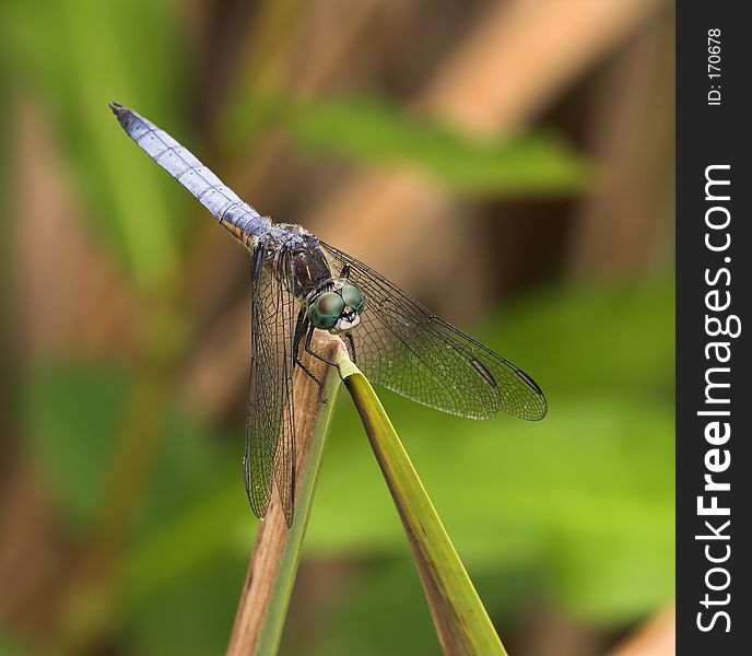 Dragonfly, by Totem Lake, near Seattle, WA. Cloudy day.