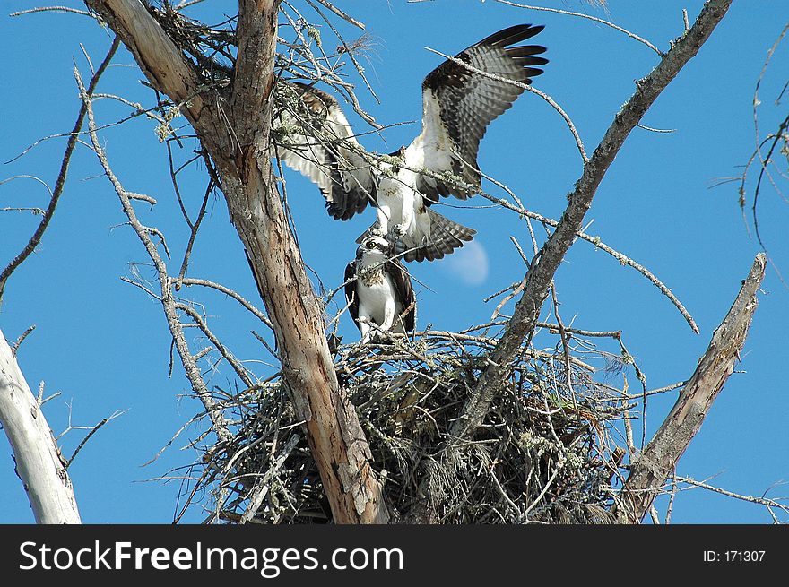 Osprey's mating under moon by Scott Pehrson