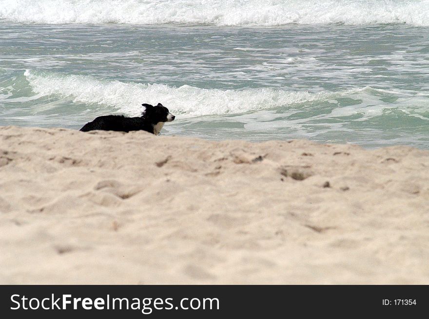 Lost Dog at beach