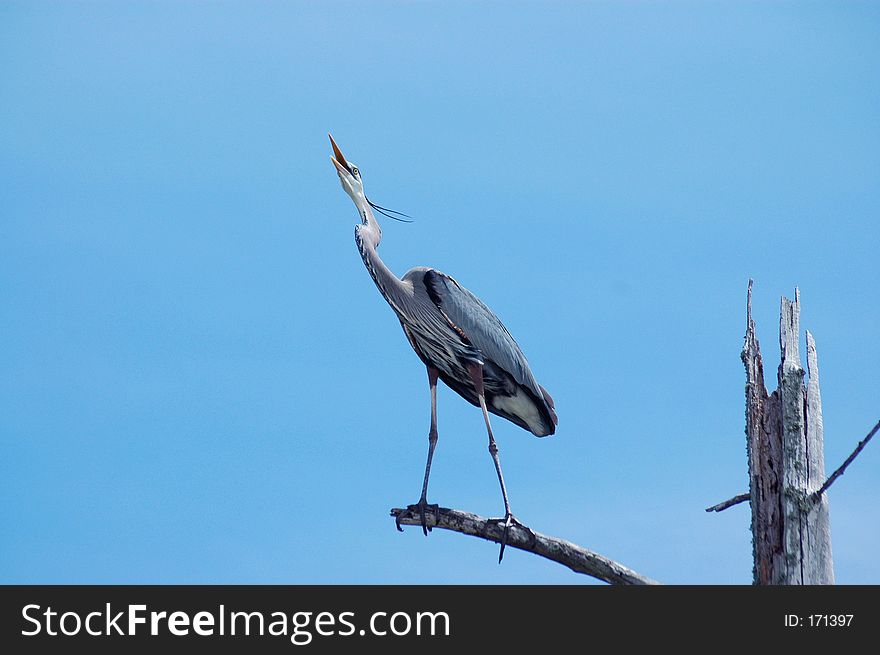Perched Heron