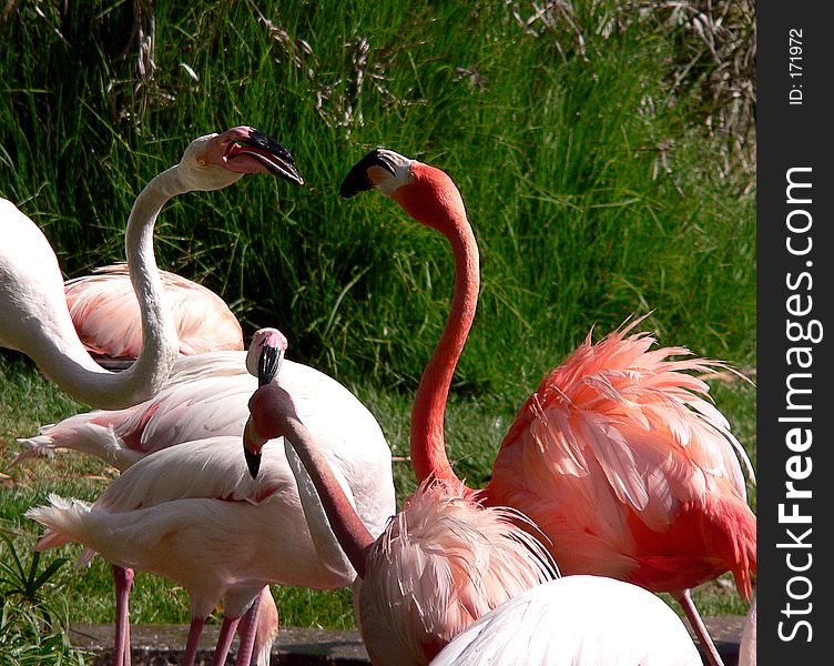 Two flamingos with red and white feathers kissing each other. Two flamingos with red and white feathers kissing each other.