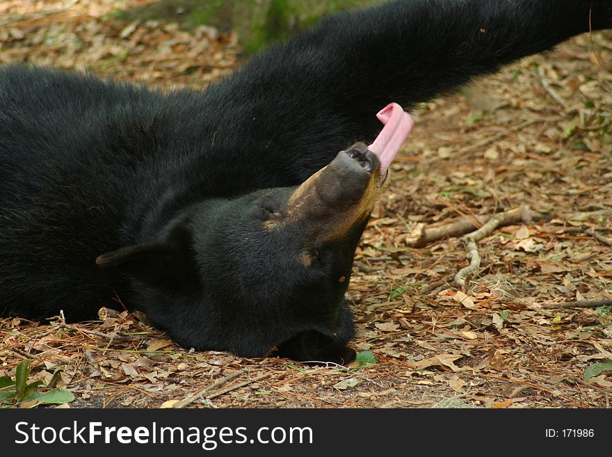 black bear with it's tongue out. black bear with it's tongue out.