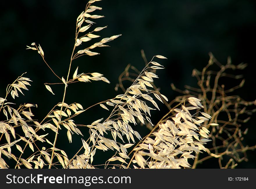 Wild Grasses