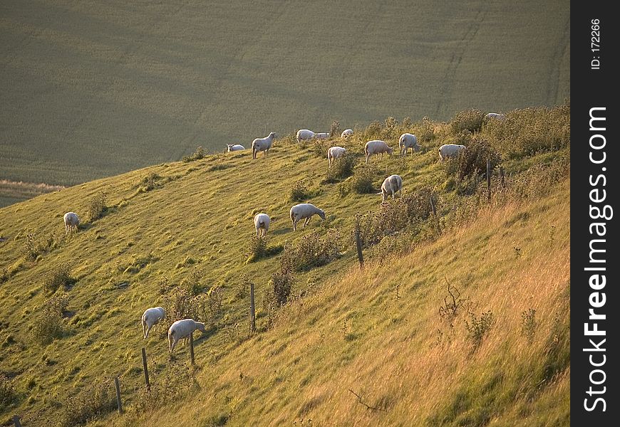 Sheep on an English country hillside. Sheep on an English country hillside