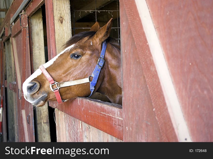 Horse Head