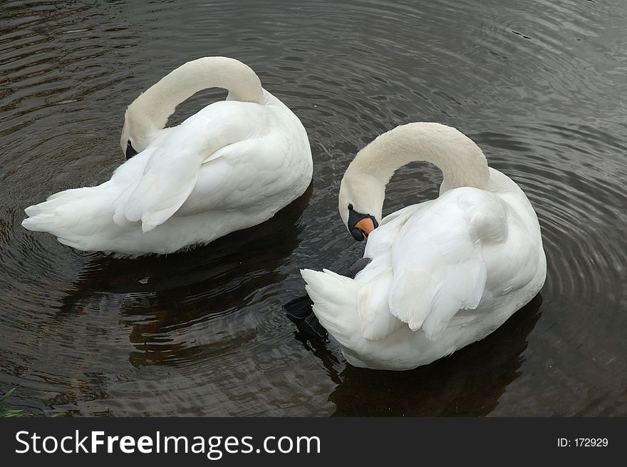 Two swans grooming in unison. Two swans grooming in unison