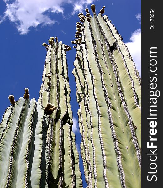 Saguaro cactus soar up against a blue, blue sky. Saguaro cactus soar up against a blue, blue sky.