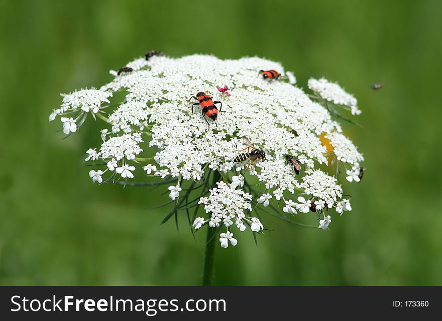 Many different bug on a big white flower. Just like on a bugs dancefloor.