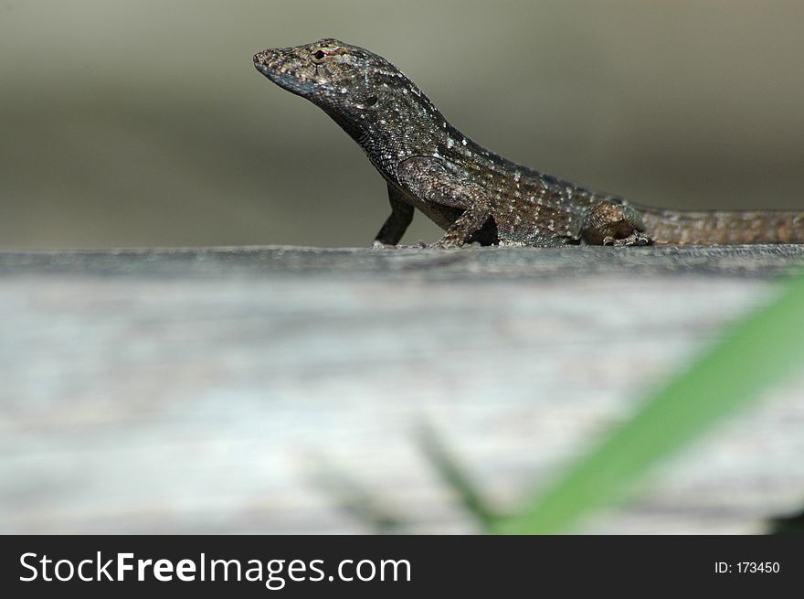 Green anole looking