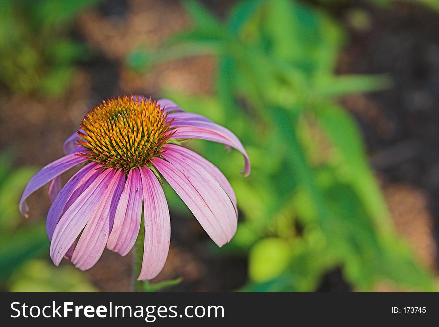 Pink flower in garden