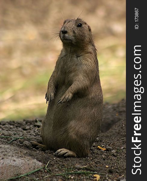 A prairie dog on sentry duty. A prairie dog on sentry duty