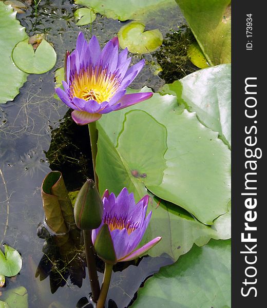 Waterlily. Waterlily