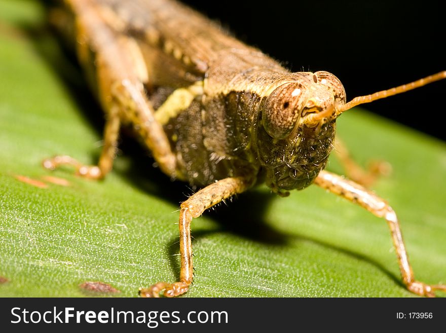Macro of a Brown Grasshopper