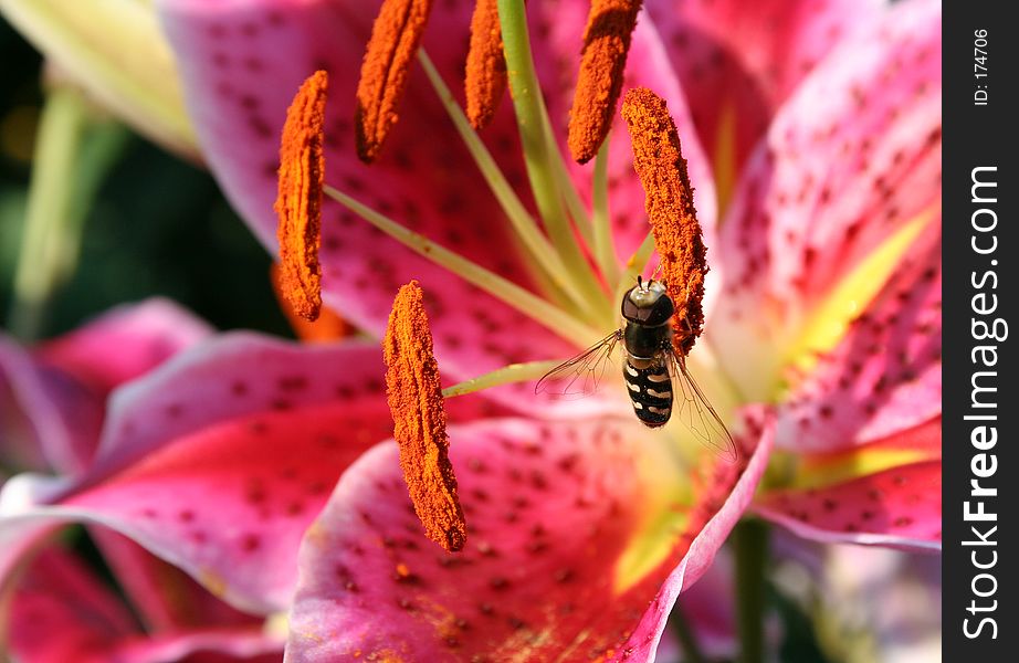 Roza Lily with a bug