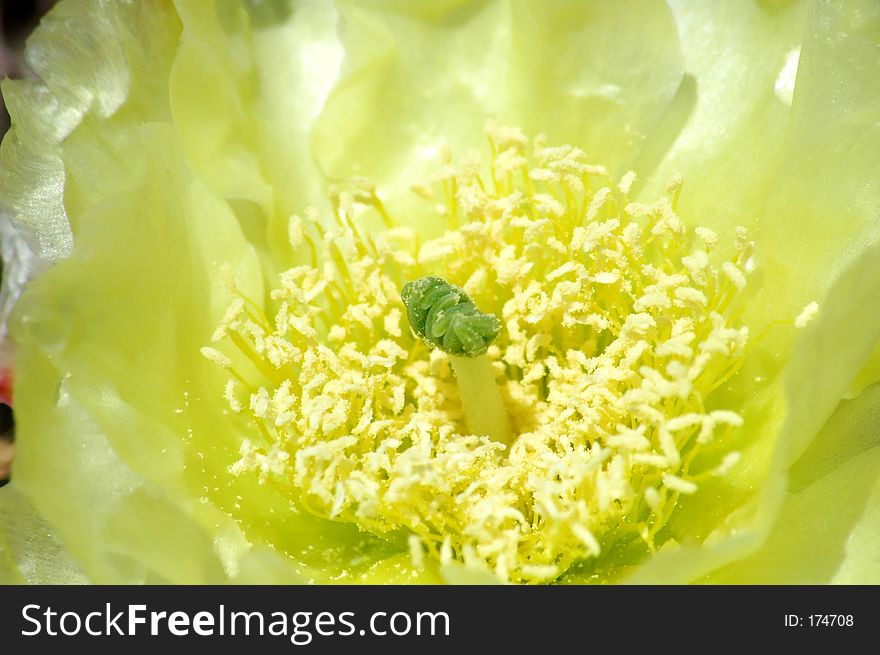 Very yellow petals of a cactus flower. Very yellow petals of a cactus flower.
