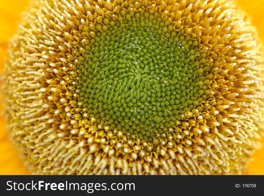 Sunny, summery center of a sunflower.