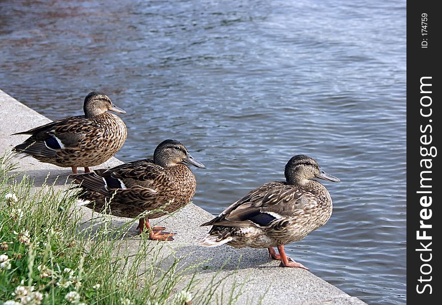 Three Mallard Ducks