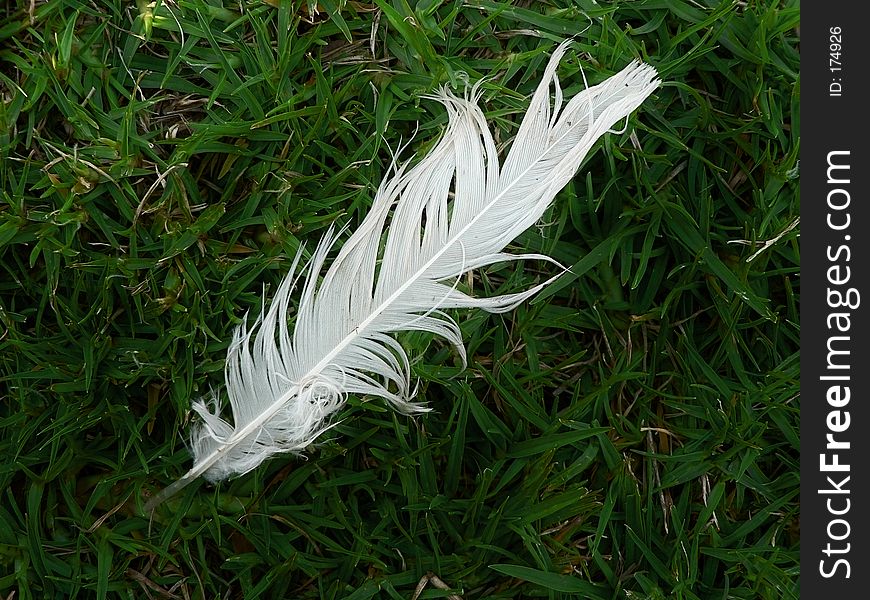 A single white feather lying in the grass. A single white feather lying in the grass.