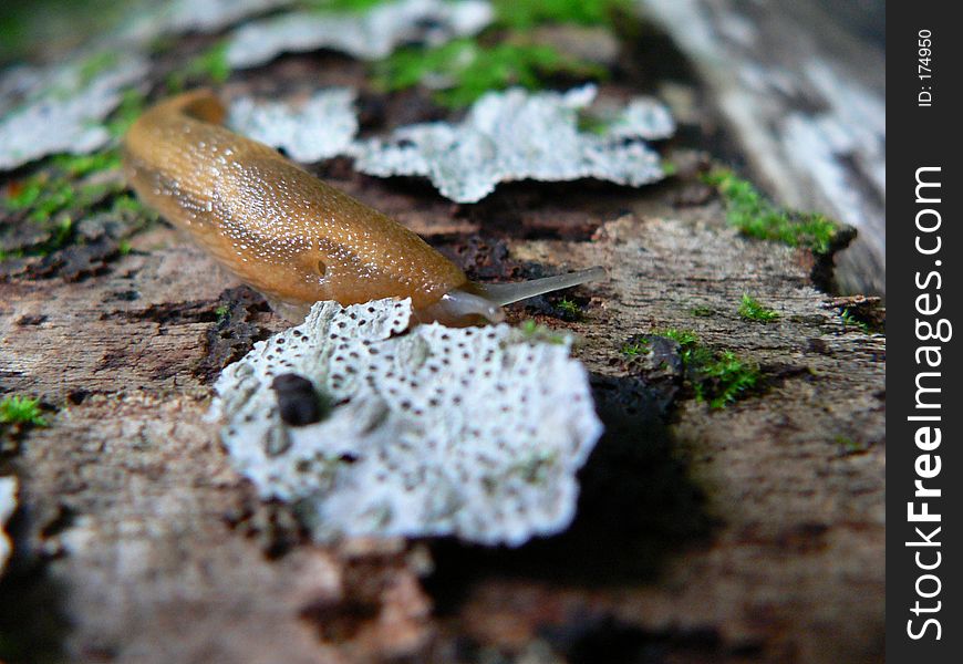 Snail/ slug crawling over lichen. Snail/ slug crawling over lichen