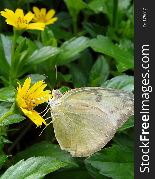 Photo of butterfly with flower
