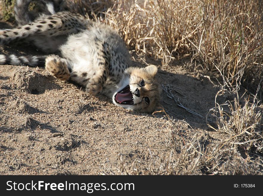 Yawning Cheetah Cub