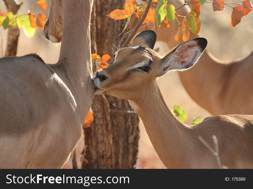 An baby impala kissing his mother. An baby impala kissing his mother