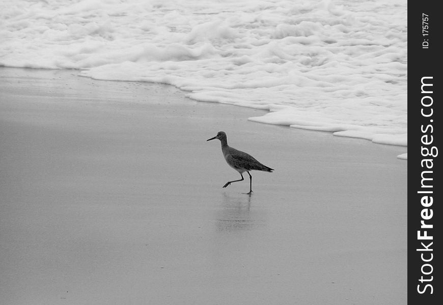 OLYMPUS DIGITAL CAMERA A black and white photo of a bird hunting for food by the sea. OLYMPUS DIGITAL CAMERA A black and white photo of a bird hunting for food by the sea.