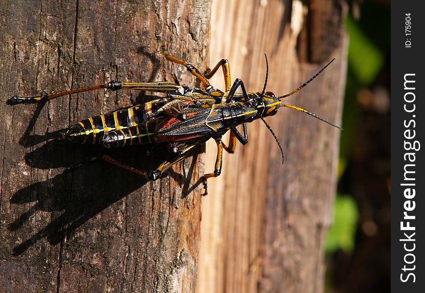 Grasshoppers Mating