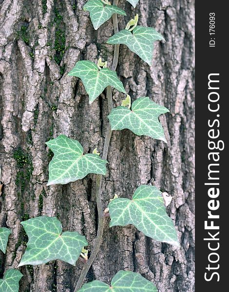 Creeper growing on a tree trunk