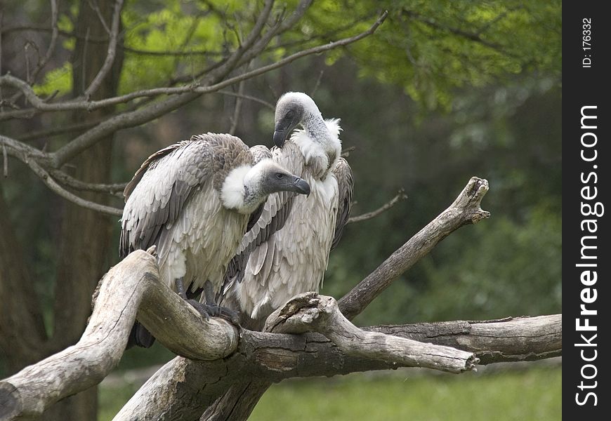Two vultures perched on a branch