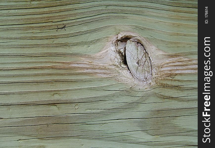 Beige Knot in Green Wood on Wall at Maine beach