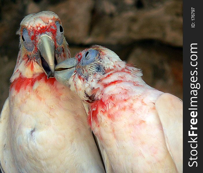 Two parrots with red and white feathers and blue eyes kissing. Two parrots with red and white feathers and blue eyes kissing.