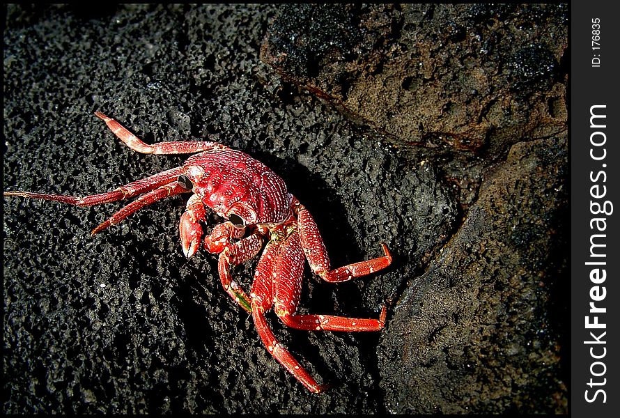 Crab on rock