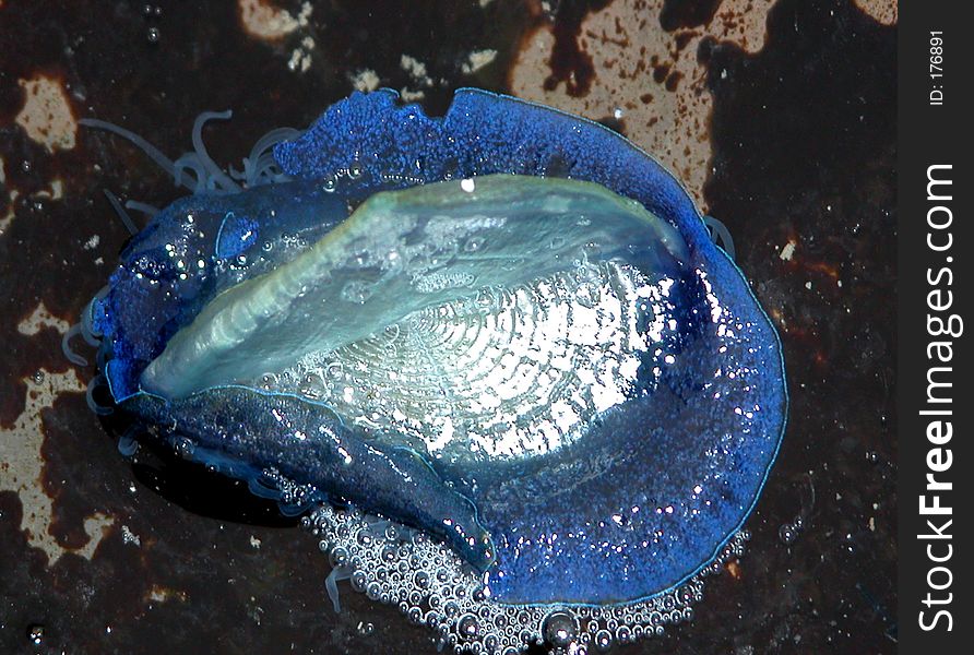 Sail Jellyfish