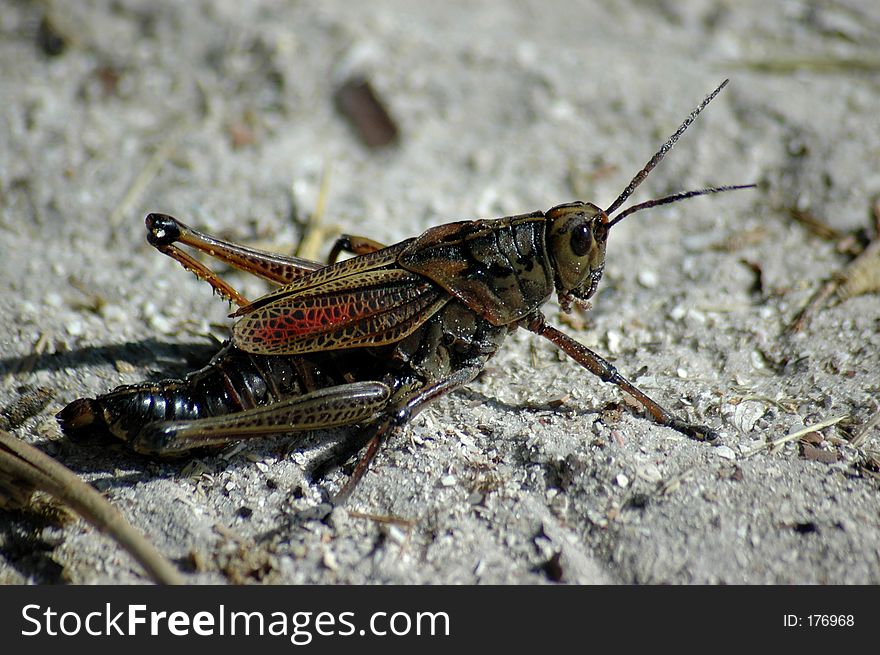 Giant Grasshopper on sandy beach