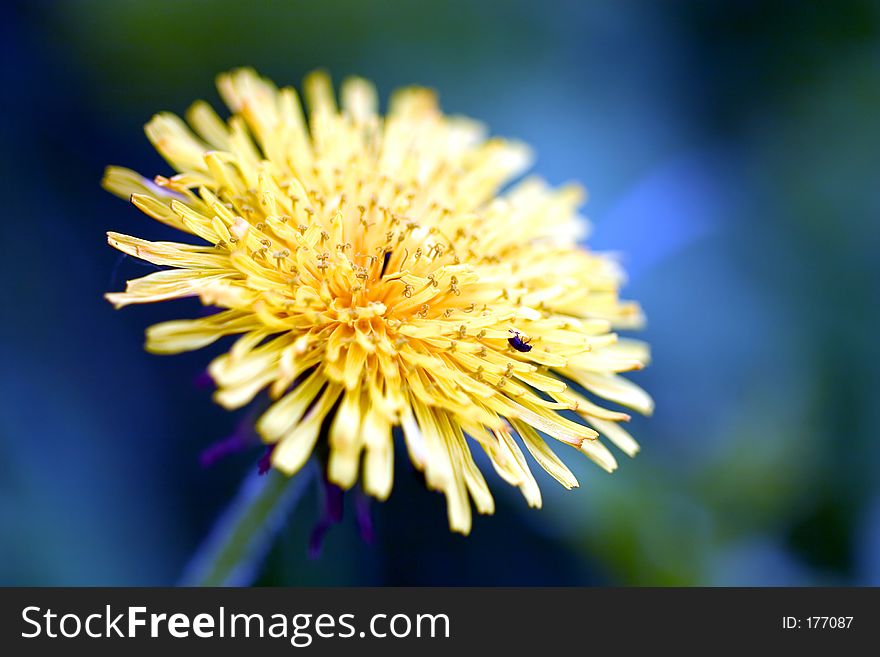 Close-up of yellow flower